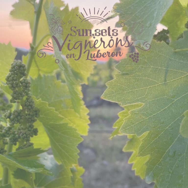 Sunset vignerons au domaine Le Novi